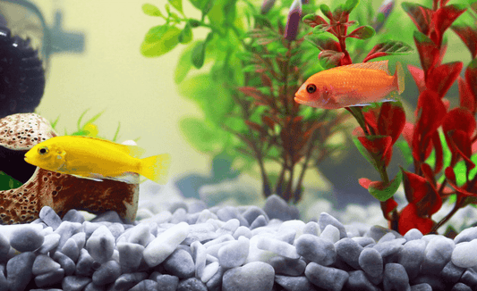 Fish, Aquarium, Yellow fish image.