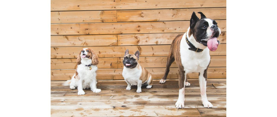 Three brown and white dogs line up on a wood background.