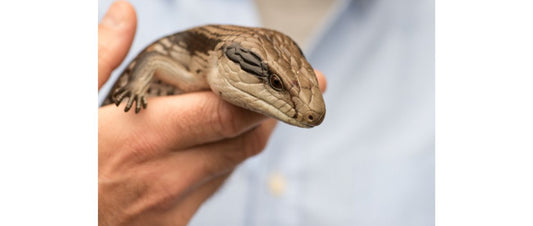 Comprehensive Care Guide for Blue-Tongue Lizards