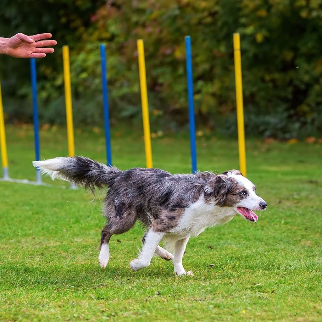 Floofi - Dog Agility Training Set