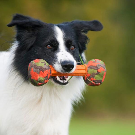 Major Dog Barbell Fetch Toy – Small, Durable Retrieval Toy