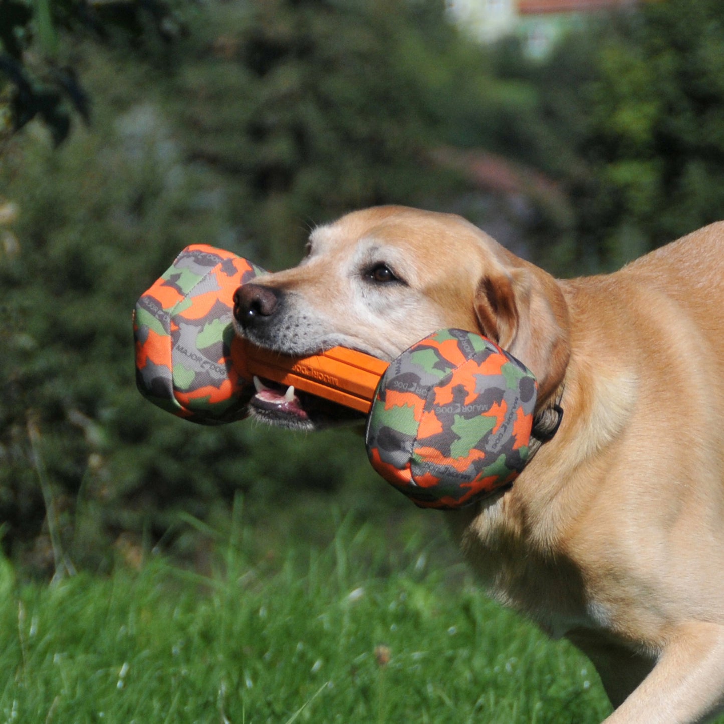 Major Dog Barbell Fetch Toy – Large, Durable Retrieval Toy