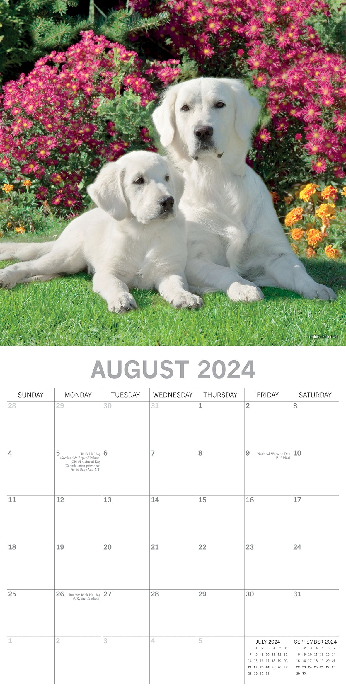 2024 Square Dogs & Puppies Wall Calendar - 16 Months Premium Planner