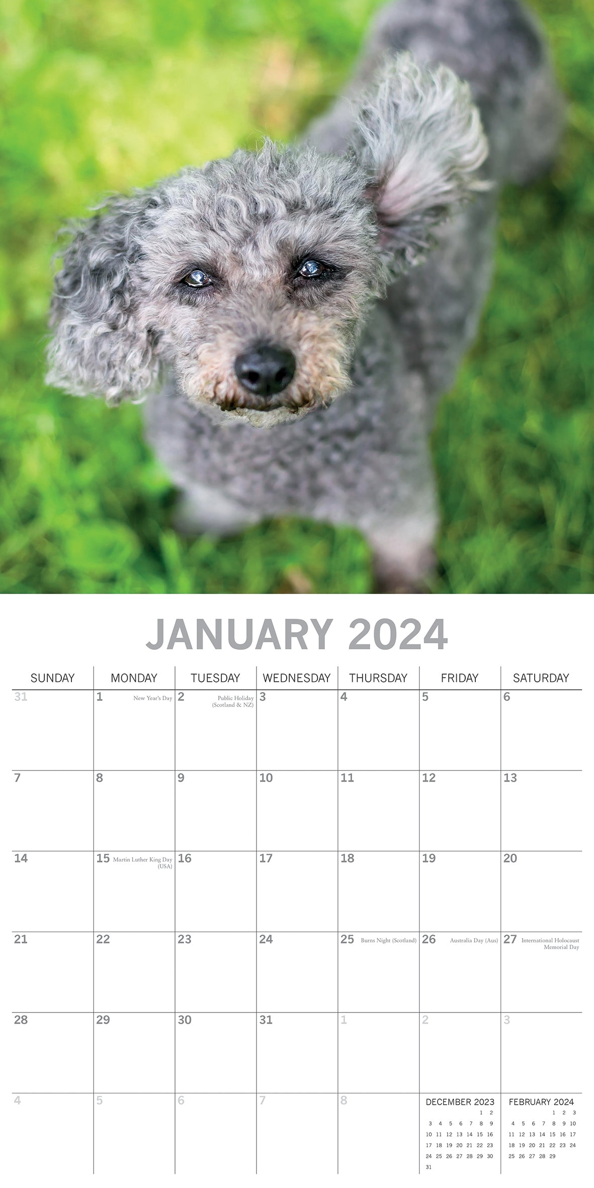 2024 Square Dogs in the Wind Wall Calendar - 16 Months Premium Planner