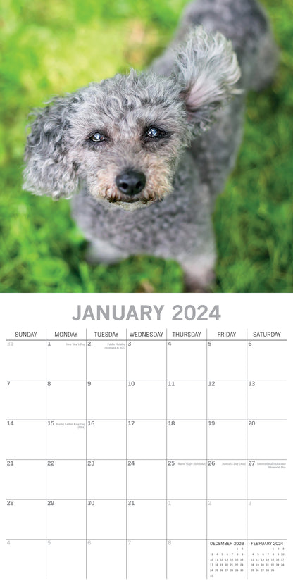 2024 Square Dogs in the Wind Wall Calendar - 16 Months Premium Planner