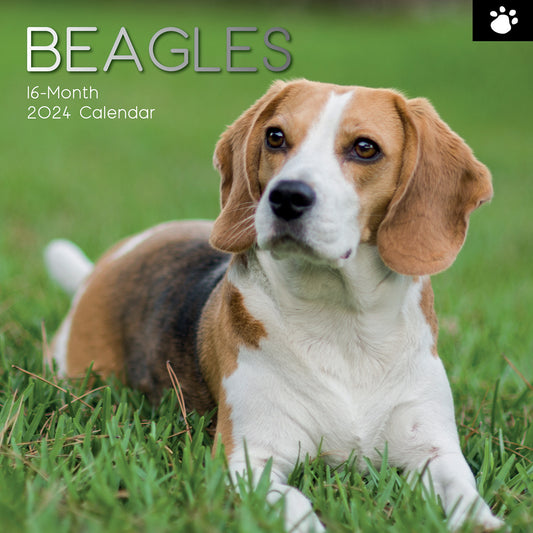 2024 Square Beagle Wall Calendar - 16 Months Premium Planner