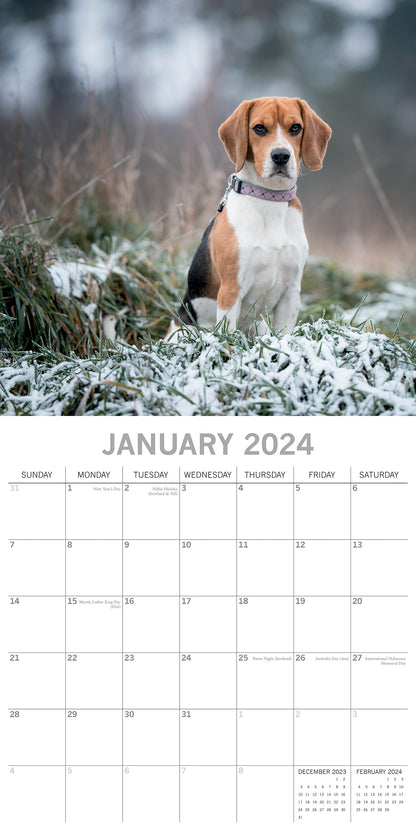 2024 Square Beagle Wall Calendar - 16 Months Premium Planner