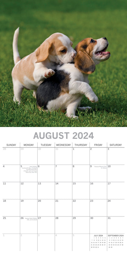 2024 Square Beagle Wall Calendar - 16 Months Premium Planner