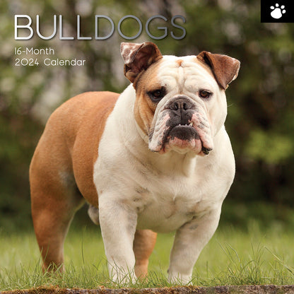 2024 Square Bulldogs Wall Calendar - 16 Months Premium Planner