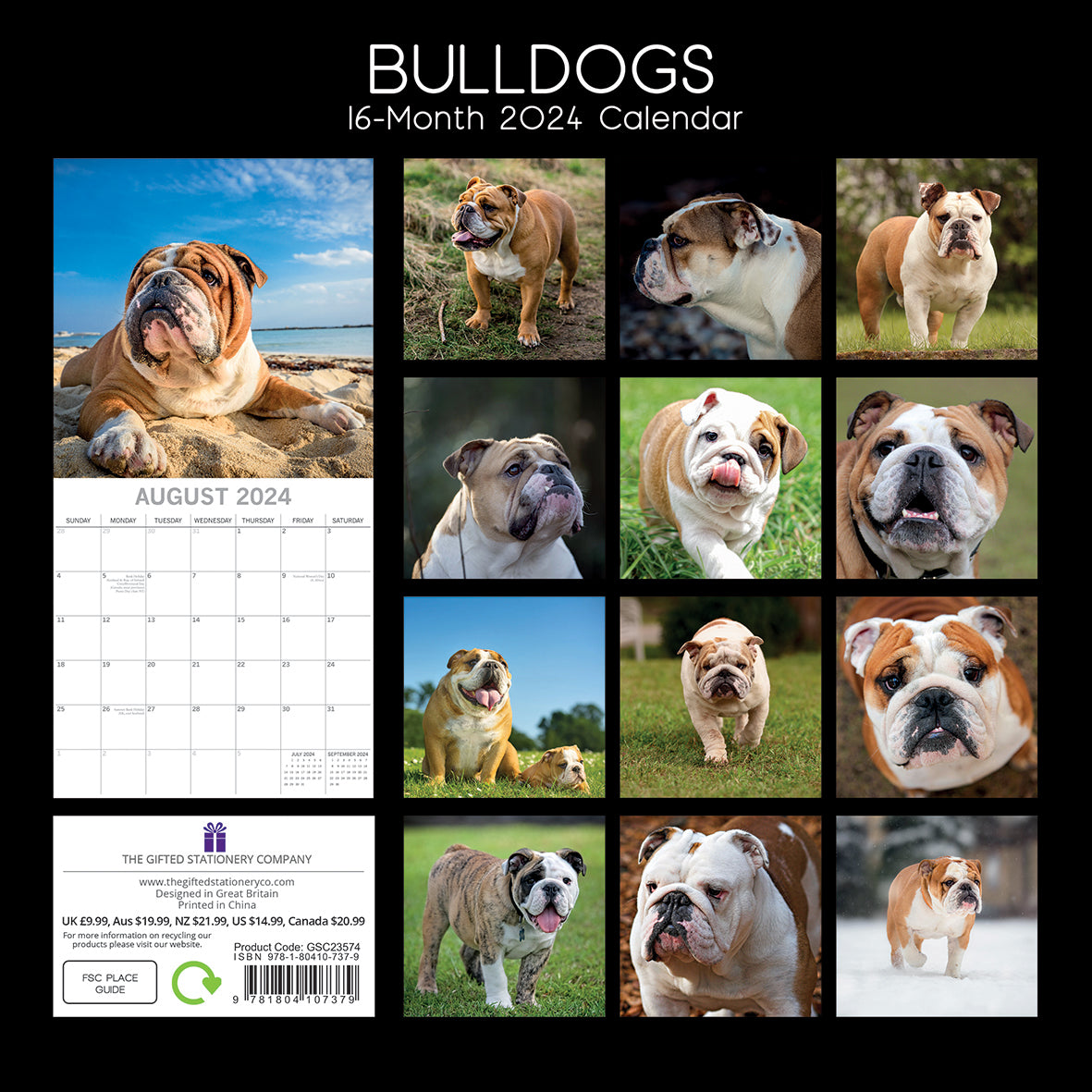 2024 Square Bulldogs Wall Calendar - 16 Months Premium Planner