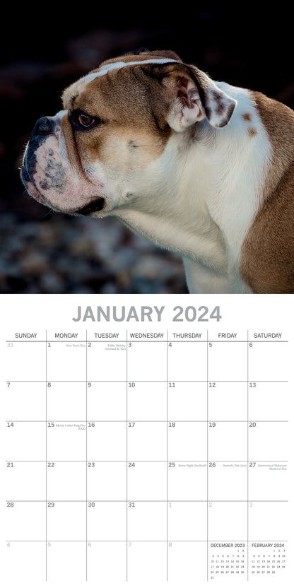 2024 Square Bulldogs Wall Calendar - 16 Months Premium Planner