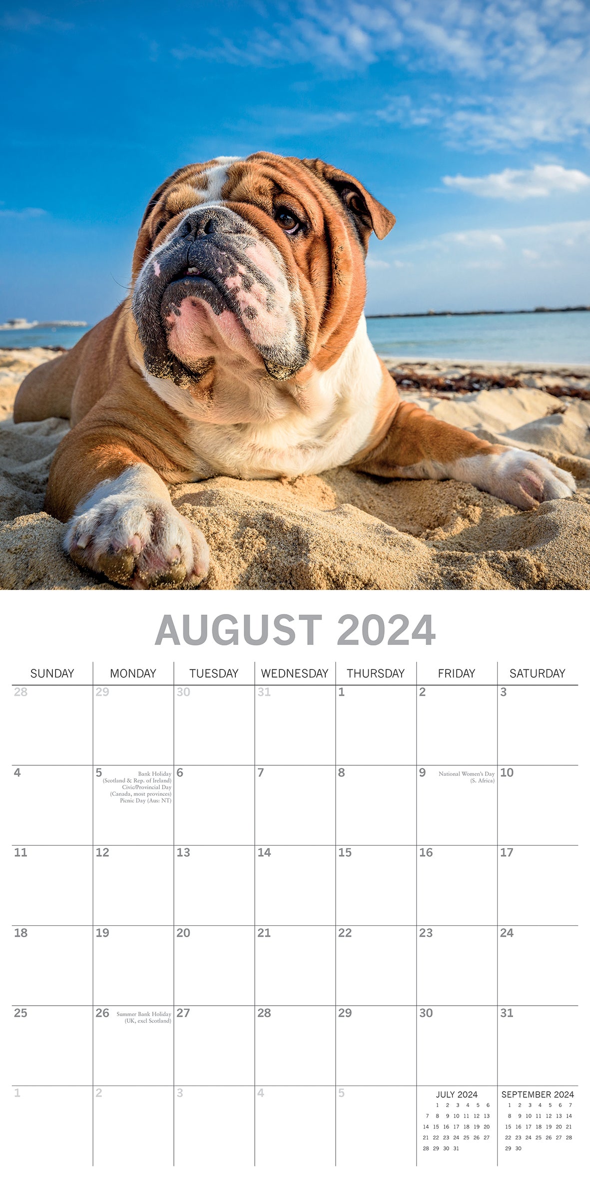 2024 Square Bulldogs Wall Calendar - 16 Months Premium Planner