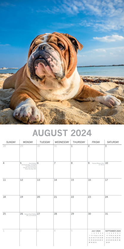 2024 Square Bulldogs Wall Calendar - 16 Months Premium Planner