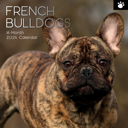 2024 Square French Bulldogs Wall Calendar - 16 Months Premium Planner