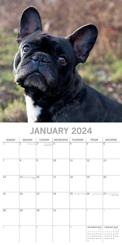 2024 Square French Bulldogs Wall Calendar - 16 Months Premium Planner