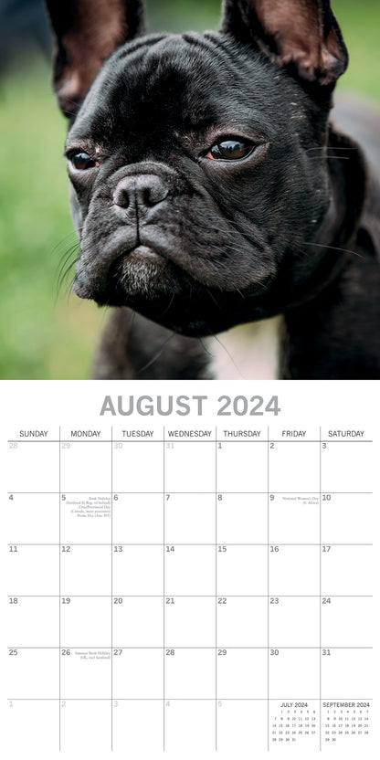 2024 Square French Bulldogs Wall Calendar - 16 Months Premium Planner