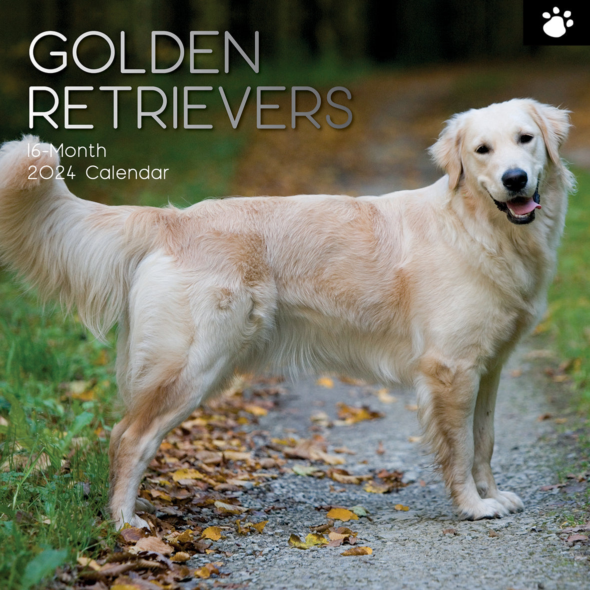 2024 Square Golden Retrievers Wall Calendar - 16 Months Premium Planner