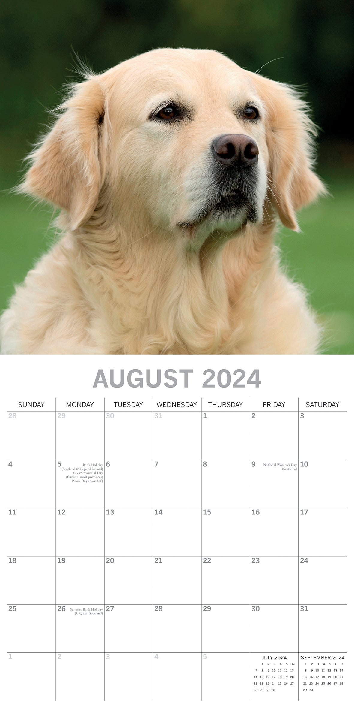 2024 Square Golden Retrievers Wall Calendar - 16 Months Premium Planner