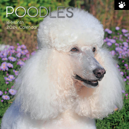 2024 Square Poodles Wall Calendar - 16 Months Premium Planner