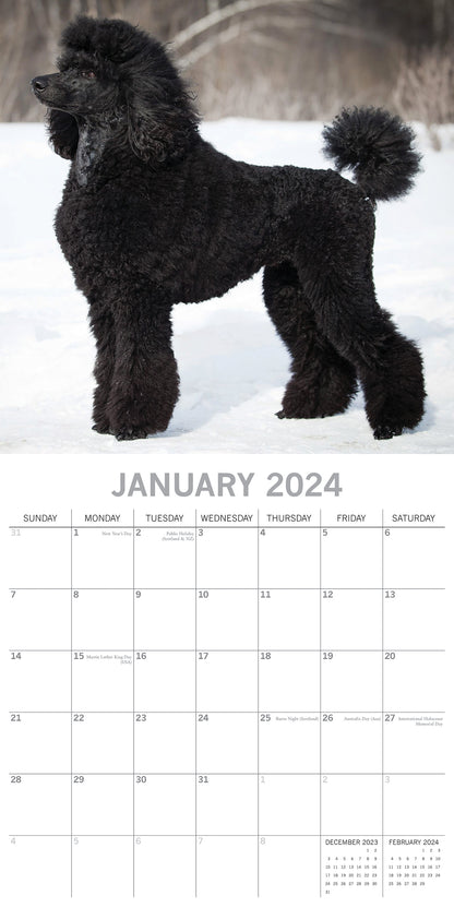 2024 Square Poodles Wall Calendar - 16 Months Premium Planner