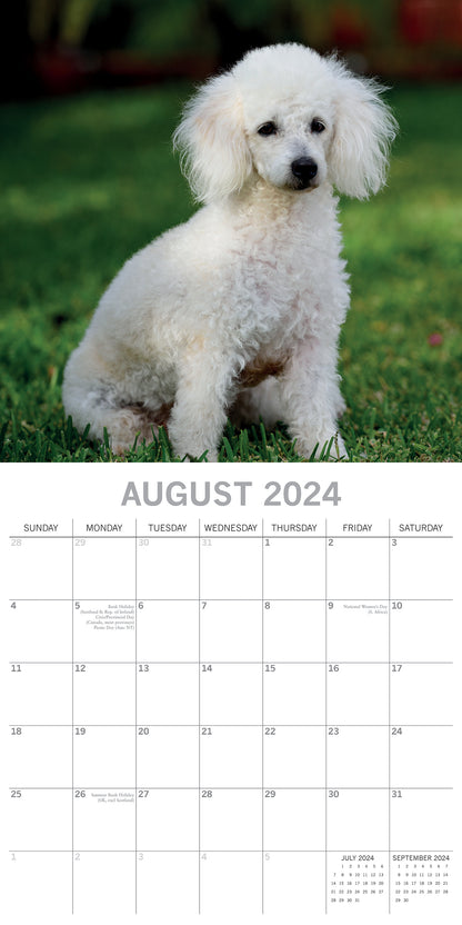 2024 Square Poodles Wall Calendar - 16 Months Premium Planner