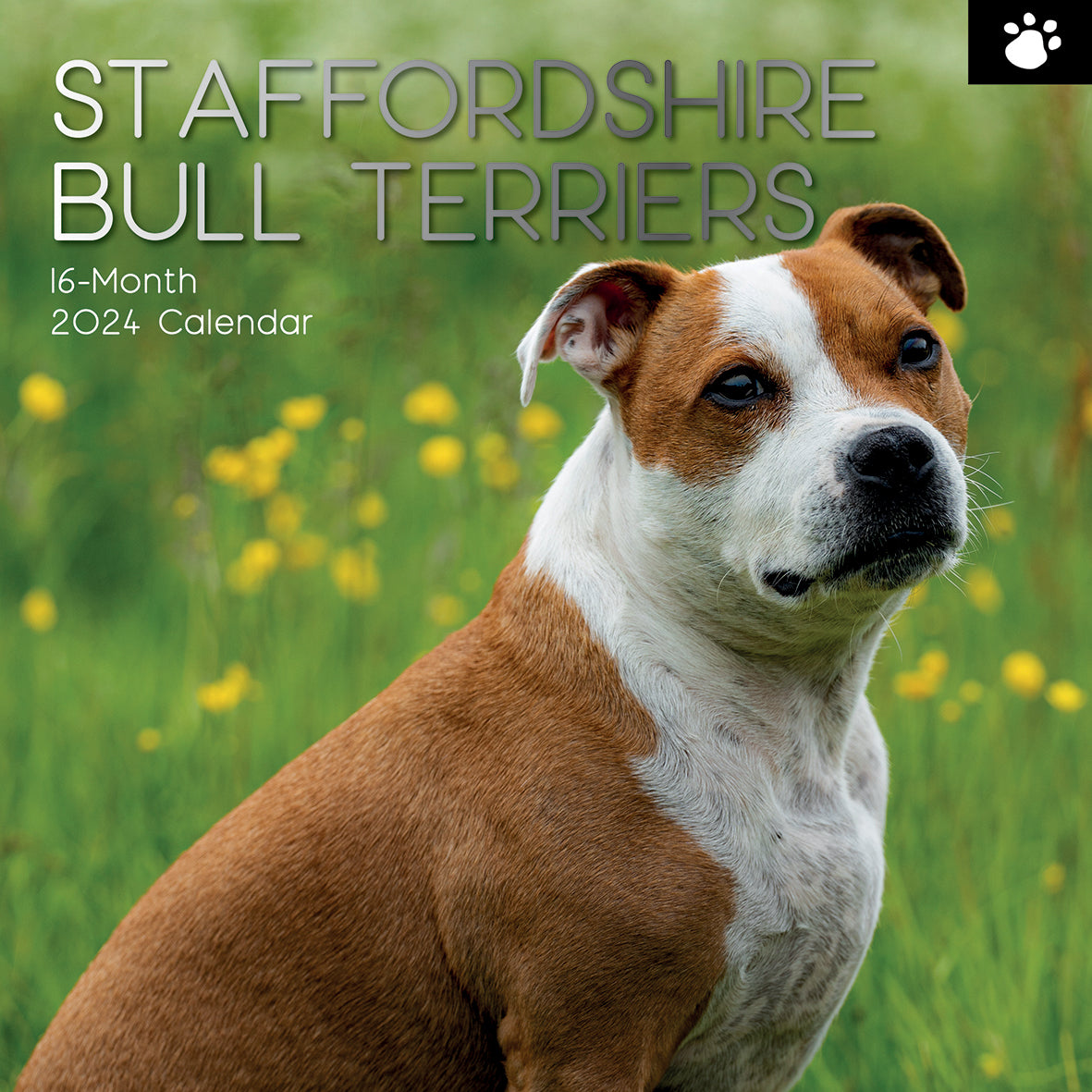 2024 Square Staffordshire Bull Terriers Wall Calendar - 16 Months Premium Planner