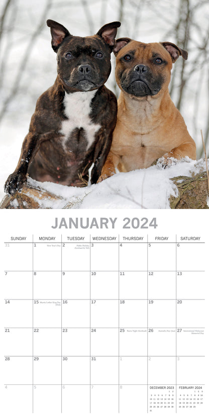 2024 Square Staffordshire Bull Terriers Wall Calendar - 16 Months Premium Planner