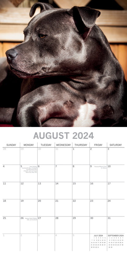 2024 Square Staffordshire Bull Terriers Wall Calendar - 16 Months Premium Planner